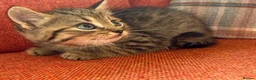 Mixed Breed cats for sale: Gorgeous Litter of BSH X Long Haired Kittens in Usk - Advert 8