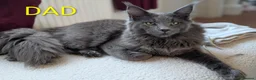 Maine Coon cats for sale: Maine coon - Advert 4