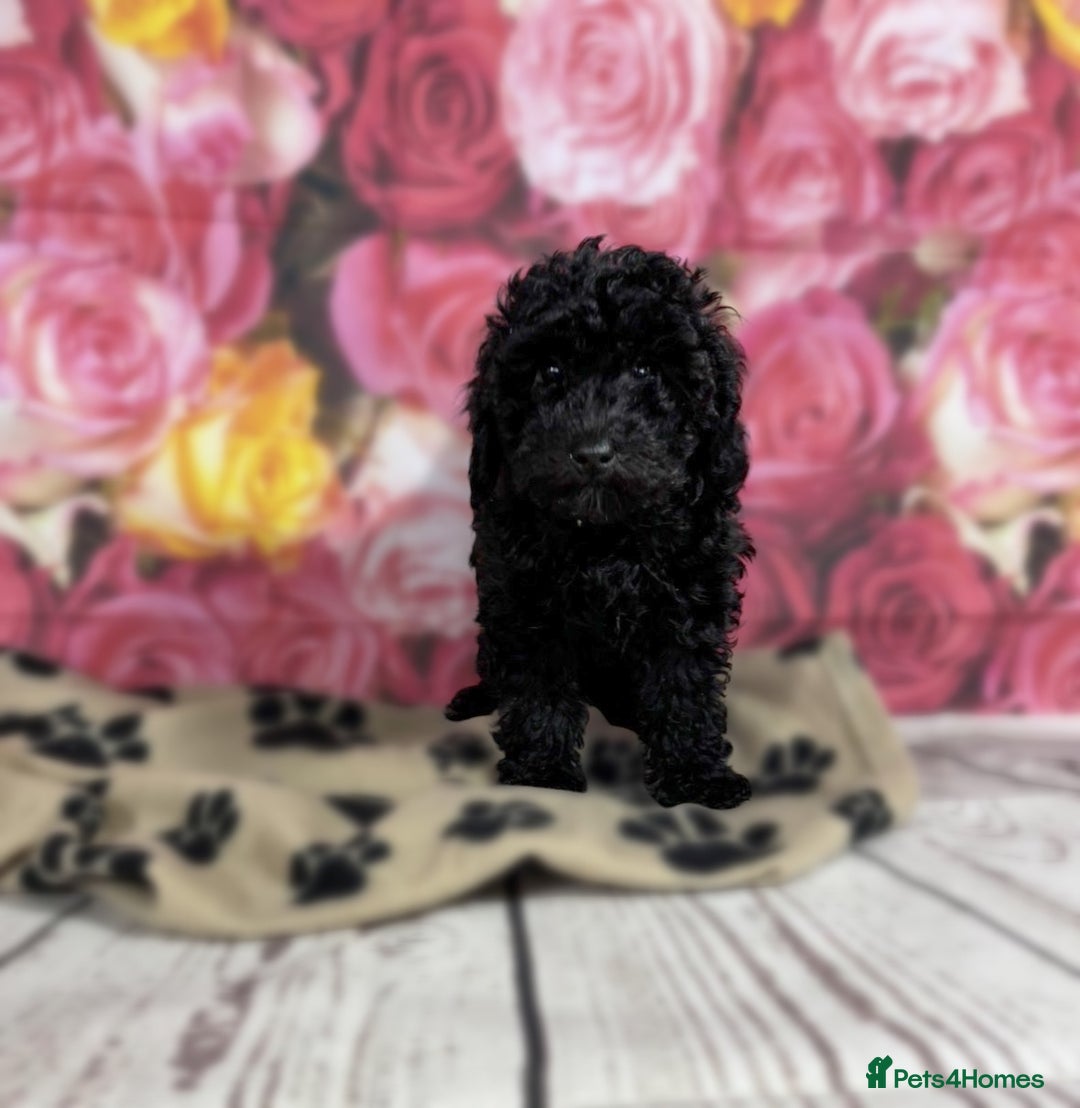 Toy Poodle dogs for sale: Gorgeous Pure-Bred Toy Poodle Pups - Advert 2