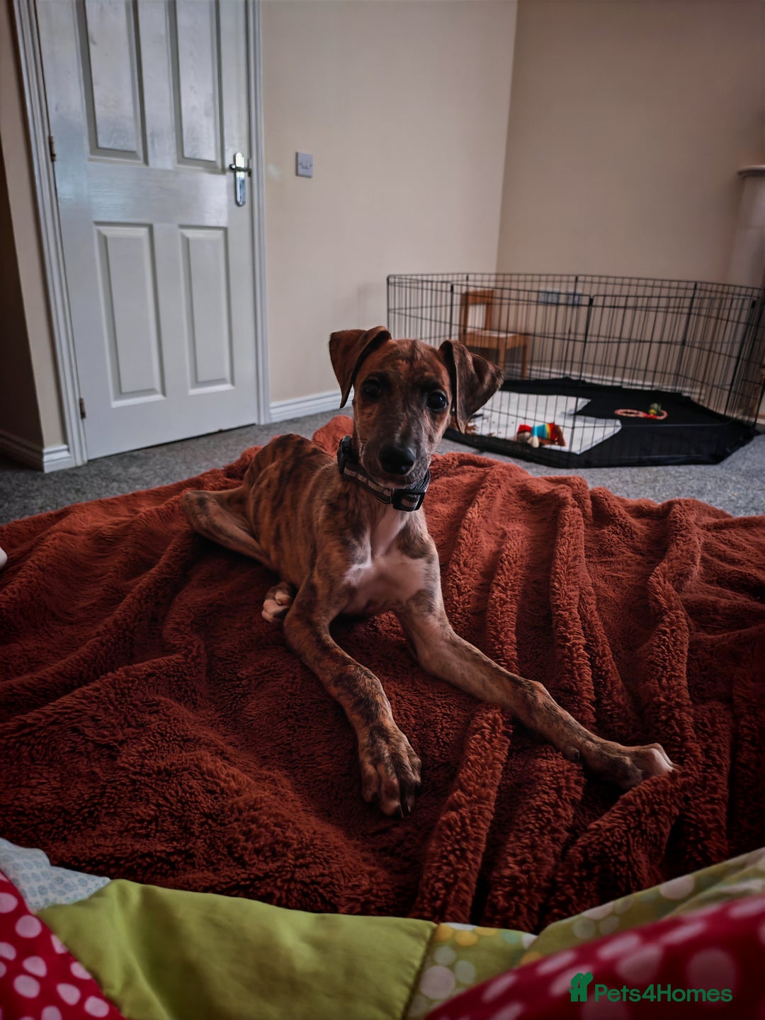 Greyhound dogs for sale: 10 weeks old greyhound boy - Image 5