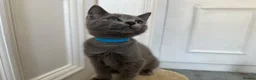 Russian Blue cats for sale: Russian Blue Kittens - Advert 32
