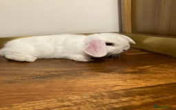 Mini Lop rabbits for sale: Mini Lop Bunnies for sale - Image 5