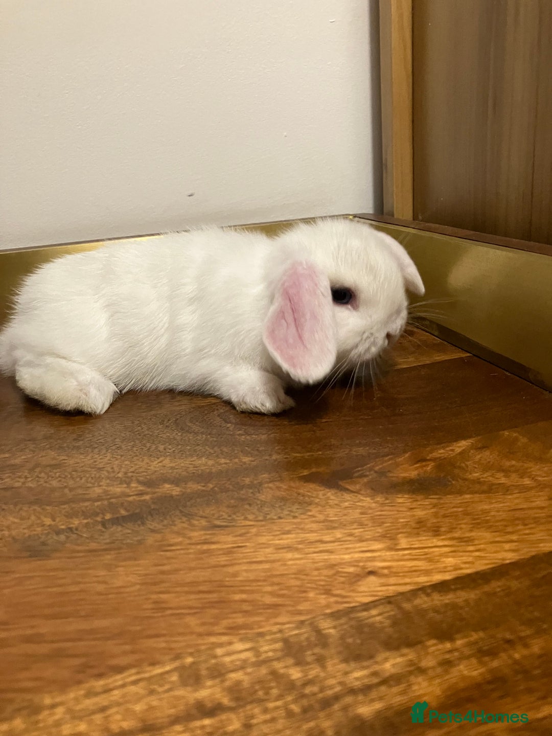 Mini Lop rabbits for sale: Mini Lop Bunnies for sale - Image 5
