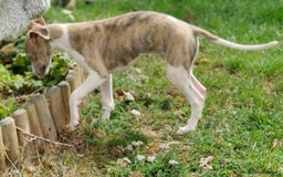 Whippet dogs for sale: Beautiful Pedigree BOY Whippet Puppy. - Image 7