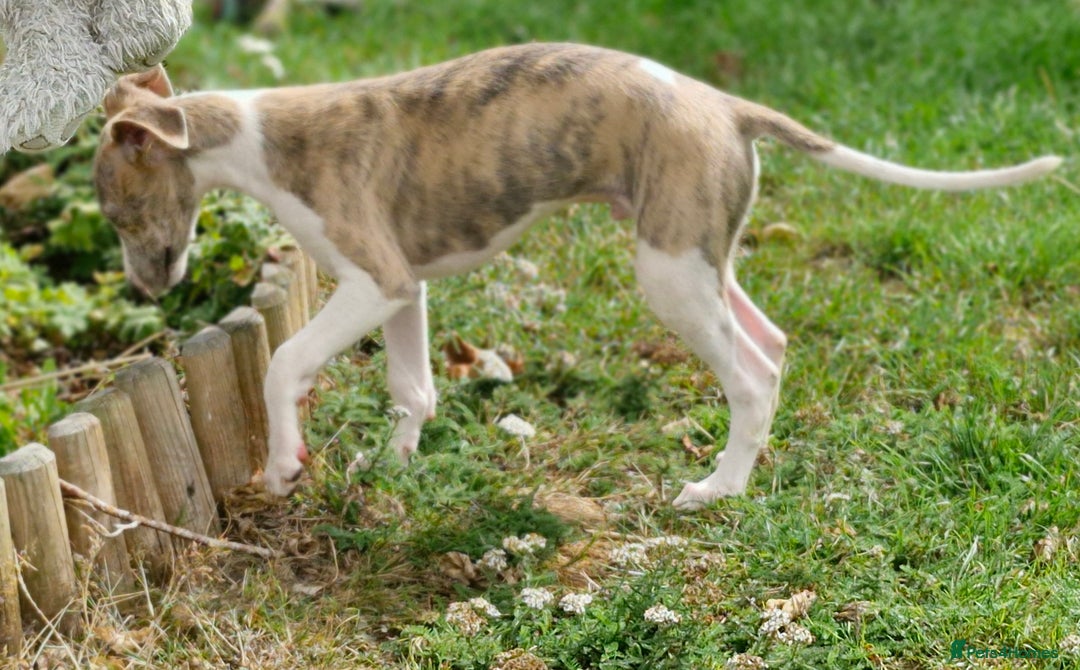 Whippet dogs for sale: Beautiful Pedigree BOY Whippet Puppy. - Image 7