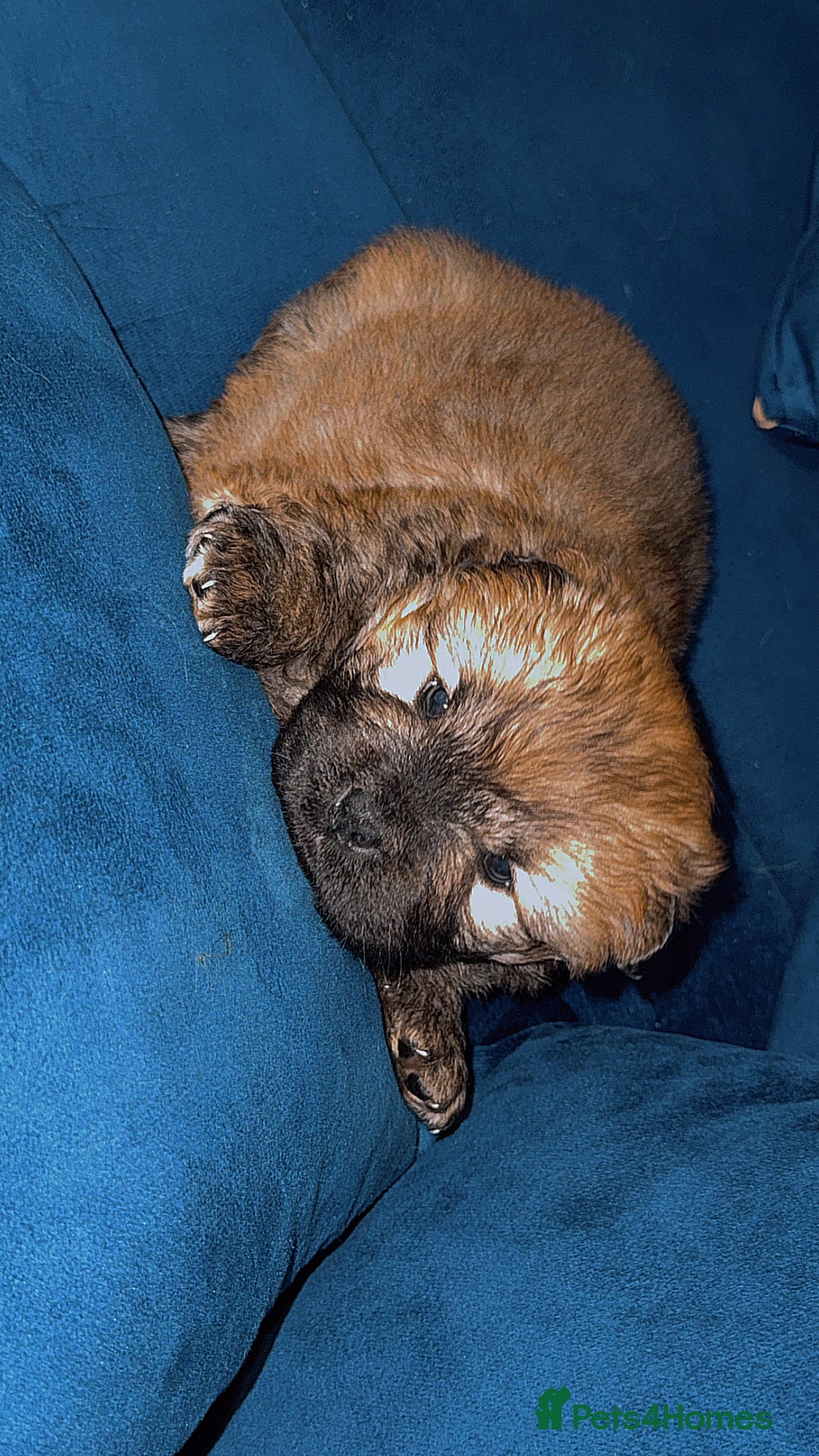 Chow Chow dogs for sale: Chow chow puppies  - Advert 33