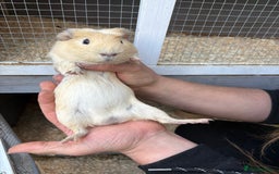 Guinea Pig rodents for sale: Male Guinea pigs for a good home  - Image 4