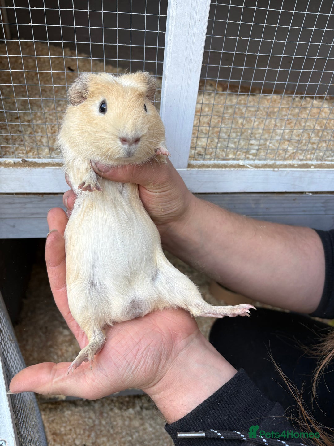 Guinea Pig rodents for sale: Male Guinea pigs for a good home  - Image 4