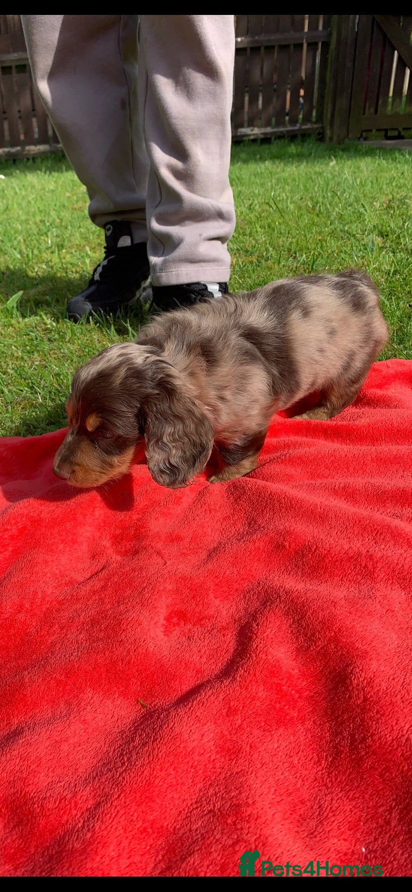 Dachshund dogs Miniature dachshund puppy longhair 1 left.  - Advert 5
