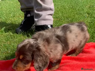 Dachshund dogs Miniature dachshund puppy longhair 1 left. - Advert 5