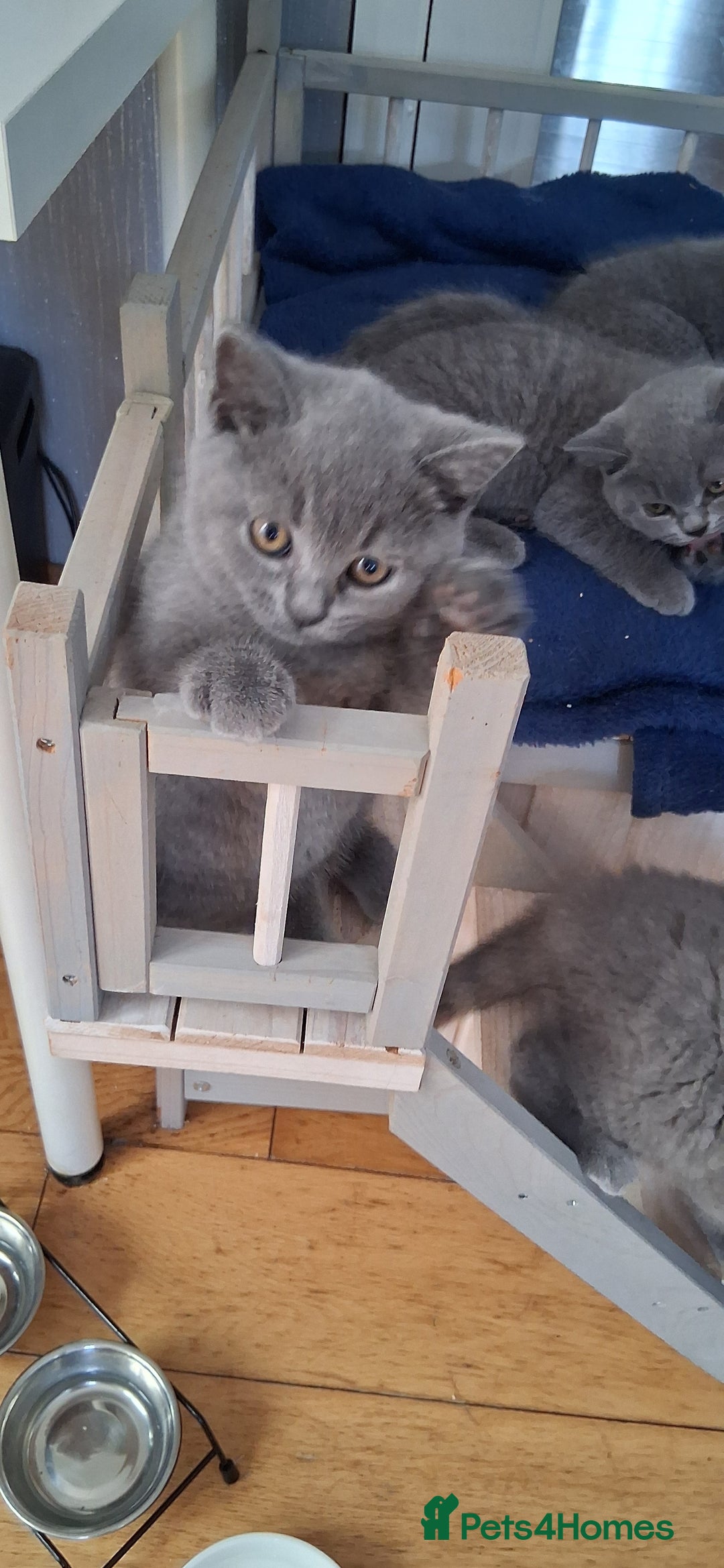 British Shorthair cats for sale: Beautiful British shorthair litter - Image 10