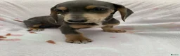 Dachshund dogs for sale: ****4 beautiful boys *** in Nottingham - Advert 14