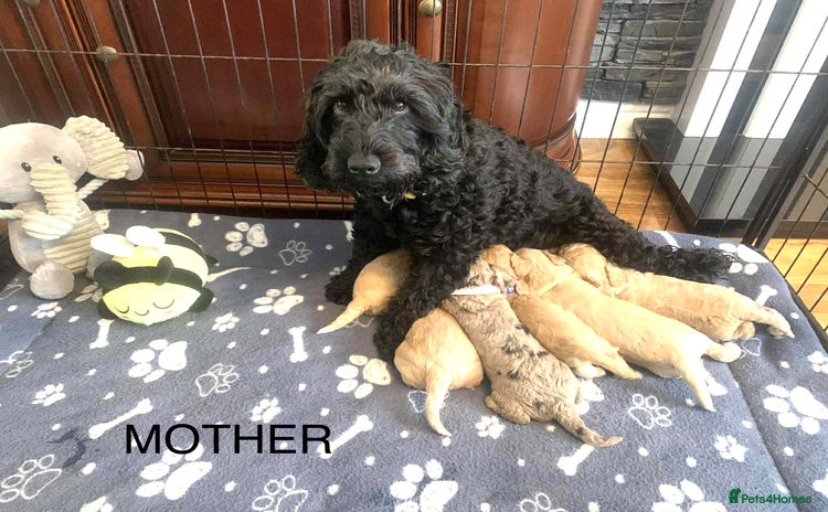 Cockapoo dogs - Advert 3