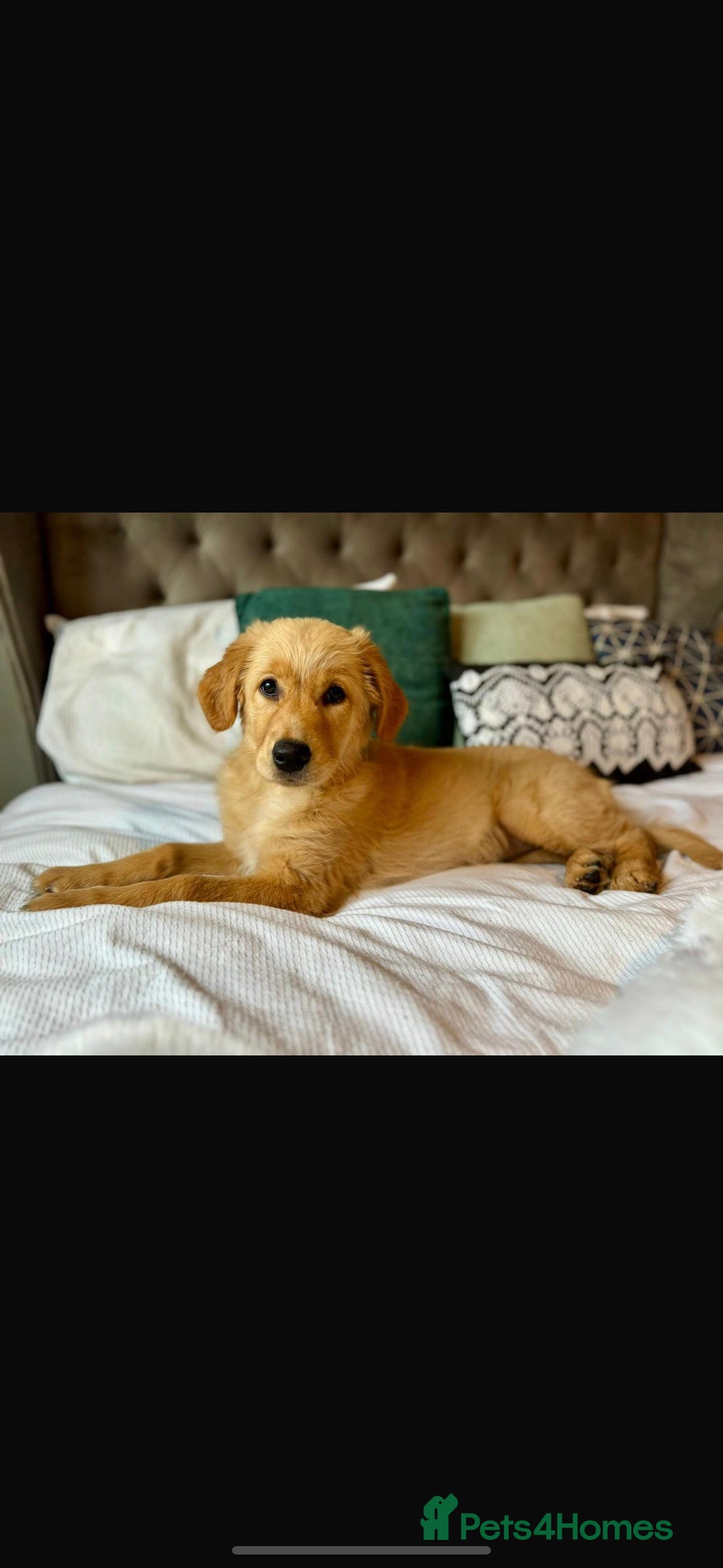 Golden Retriever dogs for sale: Beautiful English Cream Golden Retriever Puppy's  - Advert 7