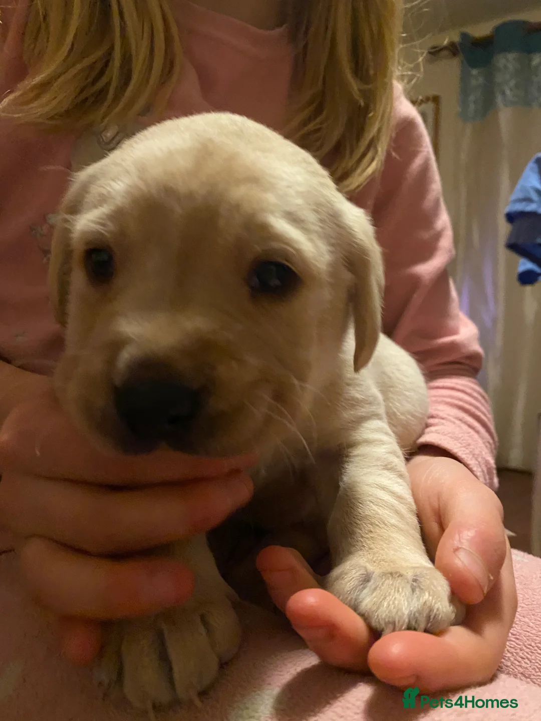 Labrador Retriever dogs for sale: Lovely Labrador puppies  in Bourne - Advert 13