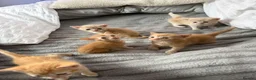 Domestic Shorthair cats for sale: Beautiful kittens looking for home- 4 boys  - Advert 8