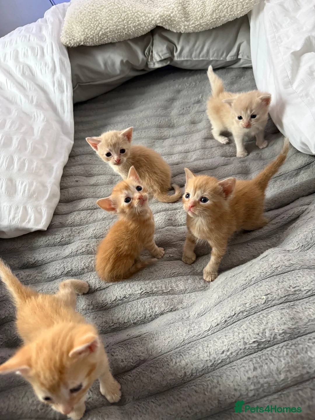 Domestic Shorthair cats for sale: Beautiful kittens looking for home- 4 boys  - Advert 8