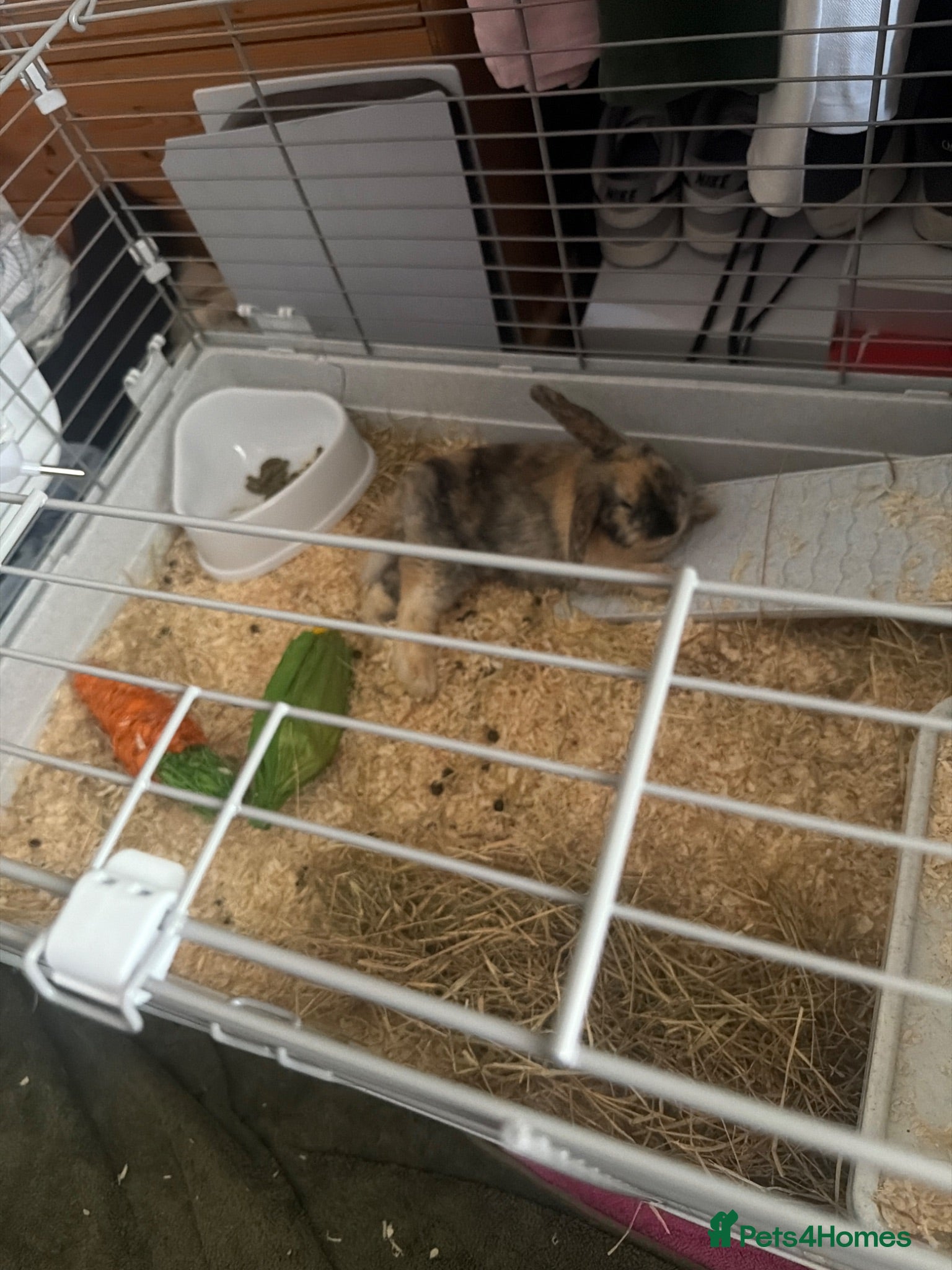 Mixed Breed rabbits 8 Week Old Mixed Colour Rabbit  - Advert 1