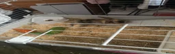 Mixed Breed rabbits for sale: 8 Week Old Mixed Colour Rabbit  - Advert 1