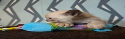 Burmese cats for sale: Outstanding Pedigree Burmese Kittens,Vet checked - Advert 38