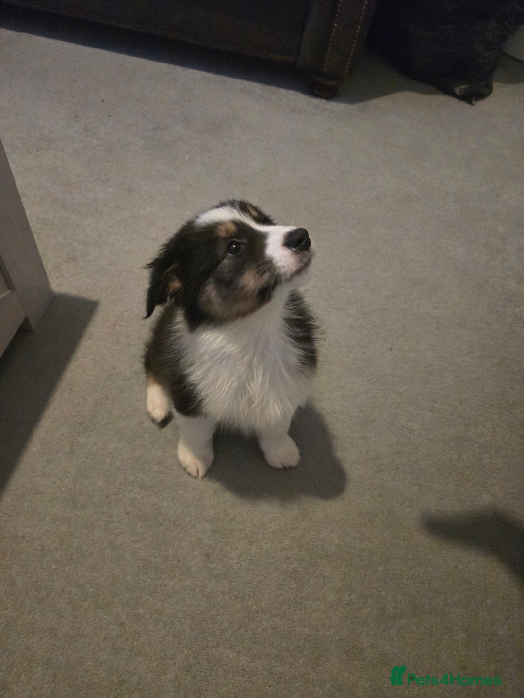 Australian Shepherd dogs for sale: Waiting list open for around **  - Advert 3