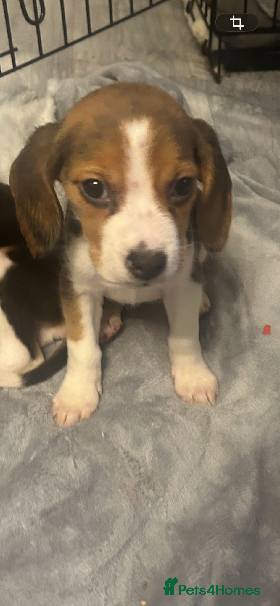 Beagle dogs Tri colour beagles - Advert 3