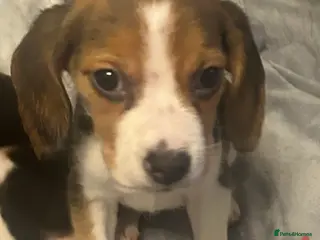 Beagle dogs Tri colour beagles - Advert 3