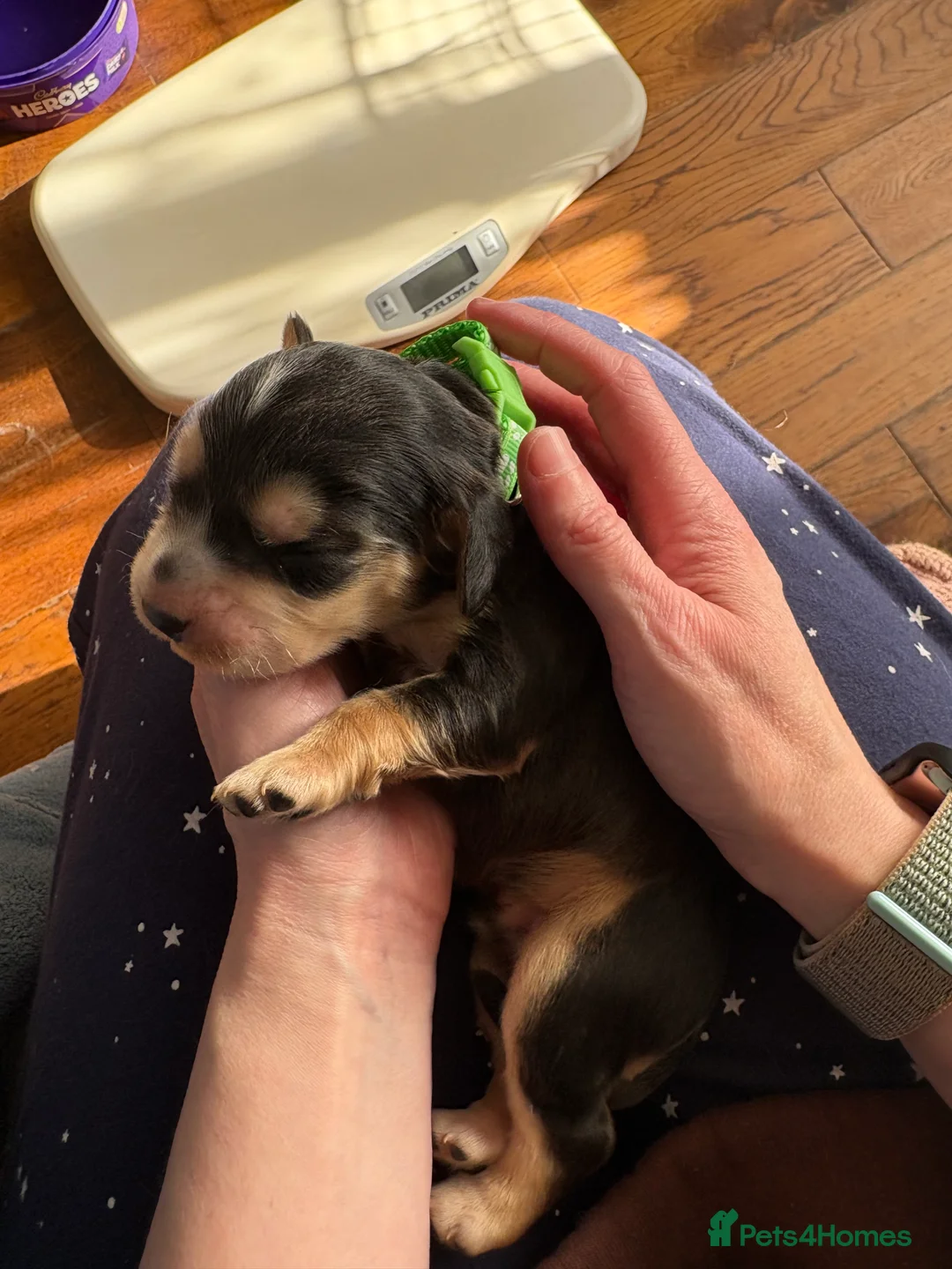 Cocker Spaniel dogs for sale: Last little Kc reg boy available   - Advert 39