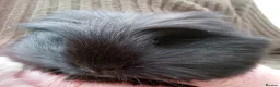 Guinea Pig rodents for sale: Long coated Sheltie  - Advert 3