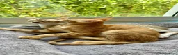 Arabian Mau cats for adoption: Two Female Rescue Kittens for Adoption Together - Advert 2