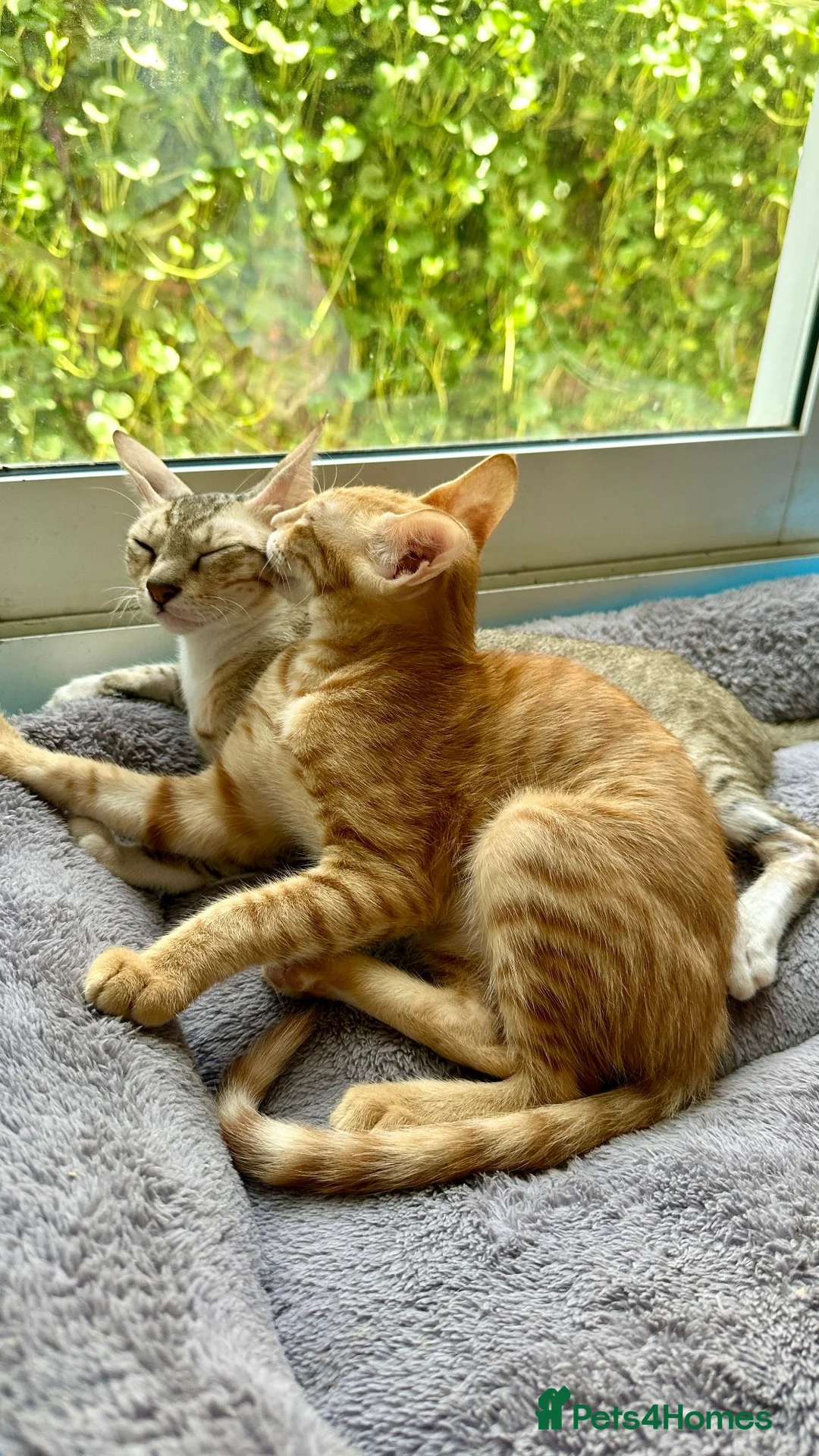 Arabian Mau cats for adoption: Two Female Rescue Kittens for Adoption Together - Advert 2