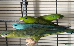 Parakeets birds for sale: Baby Lineolated Parakeets  - Image 4