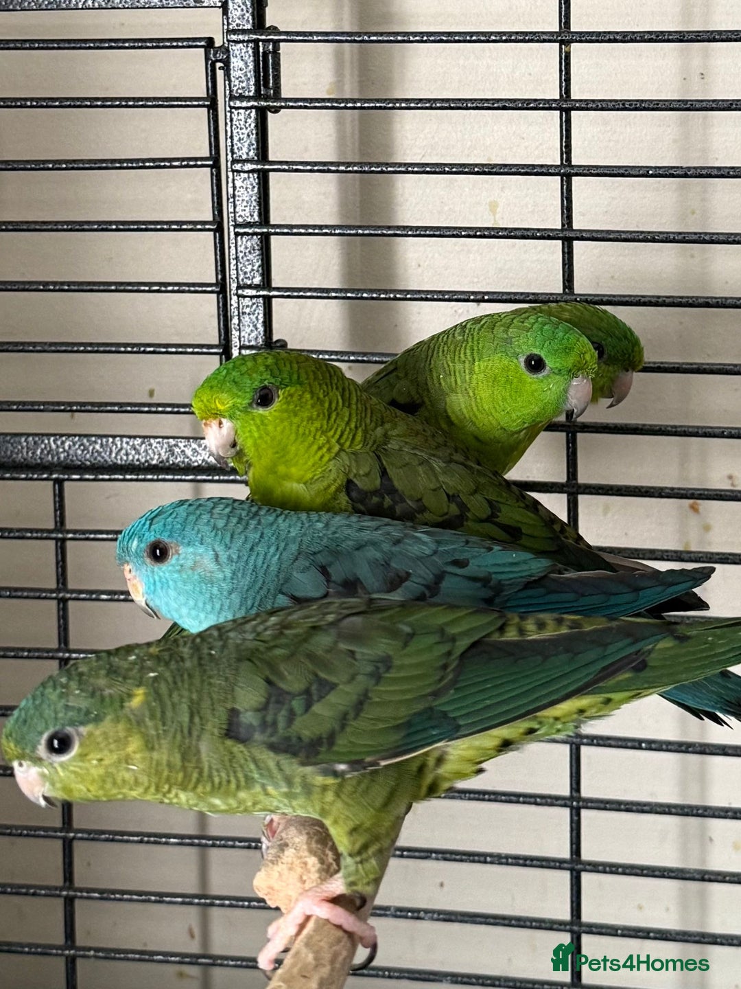 Parakeets birds for sale: Baby Lineolated Parakeets  - Image 4