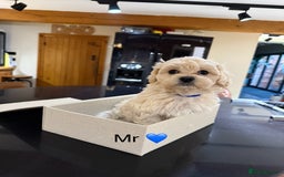 Maltipoo dogs for sale: Outstanding Maltipoo Puppies - Image 14