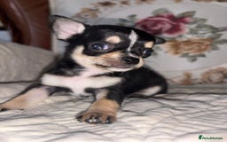 Chihuahua dogs for sale: Chihuahua puppies - Advert 2