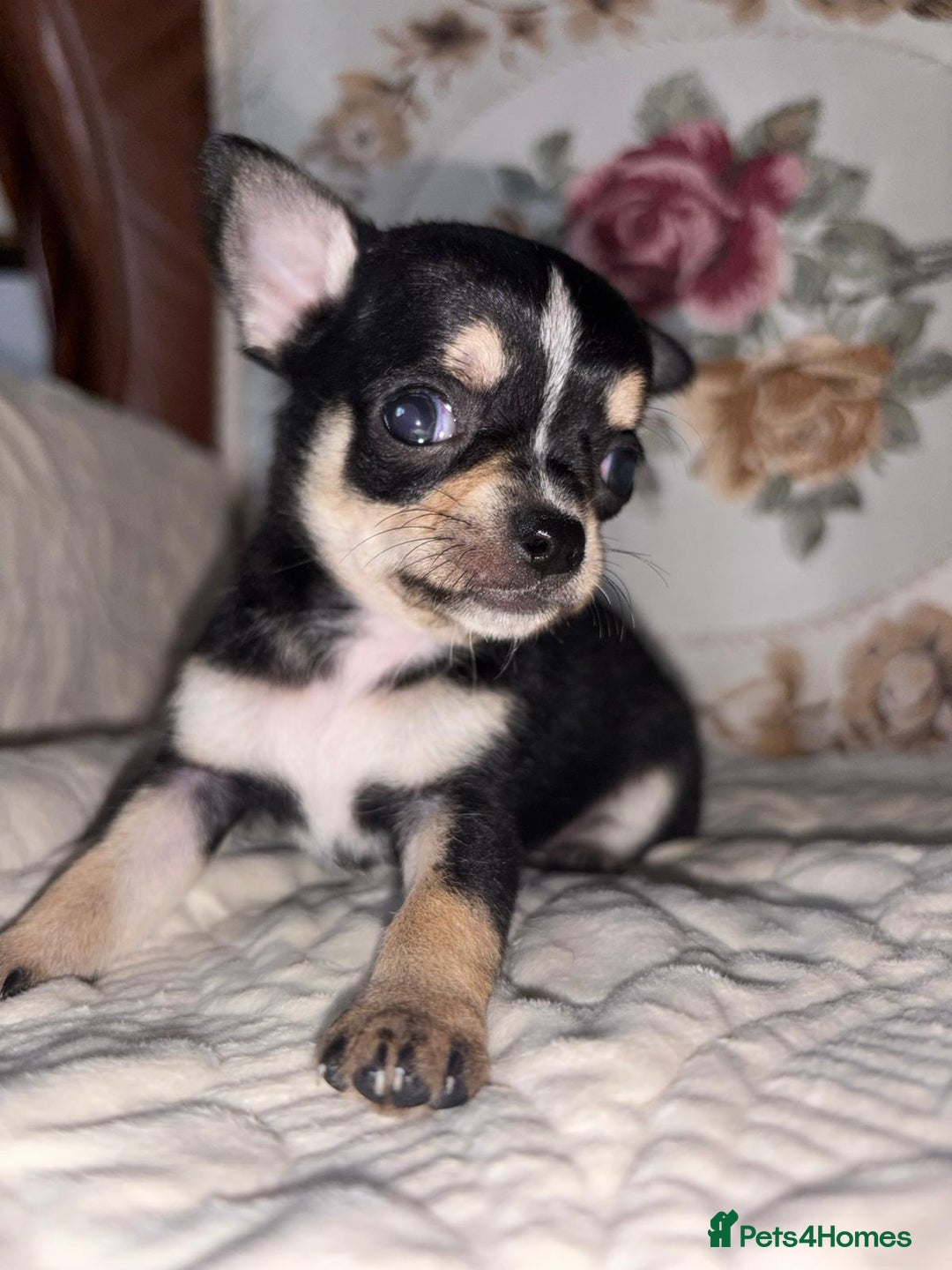 Chihuahua dogs for sale: Chihuahua puppies - Advert 2