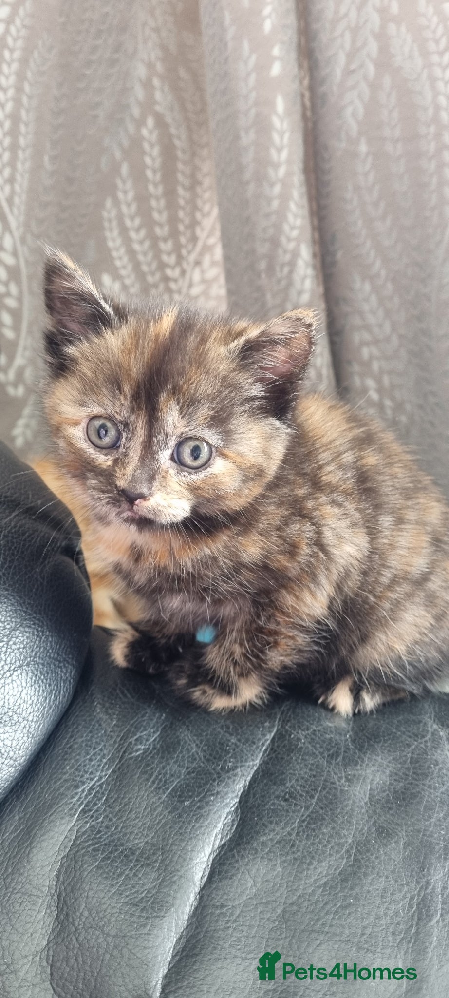Brazilian Shorthair cats 4 gorgeous kittens - Advert 1