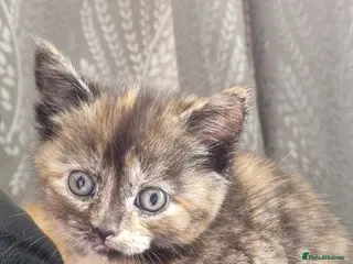 Brazilian Shorthair cats 4 gorgeous kittens - Advert 2