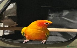 Conures birds for sale: Sun Conure pair  - Image 17