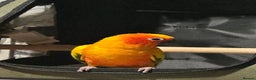 Conures birds for sale: 2 Trick trained Sun Conures  - Advert 17