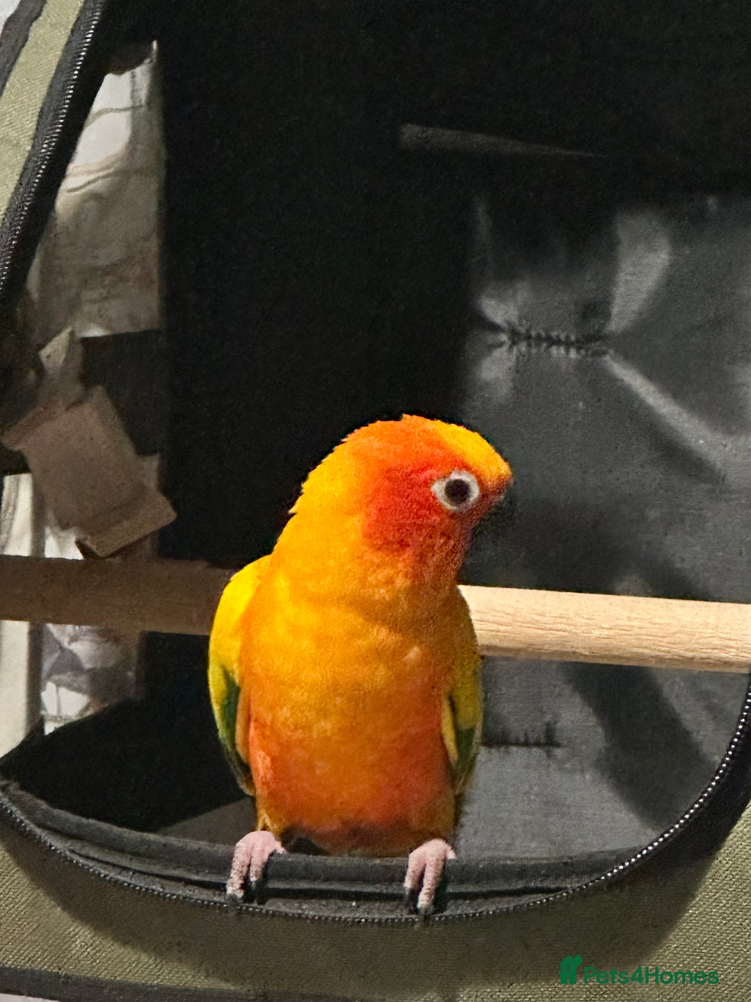 Conures birds for sale: Sun Conure pair  - Image 17