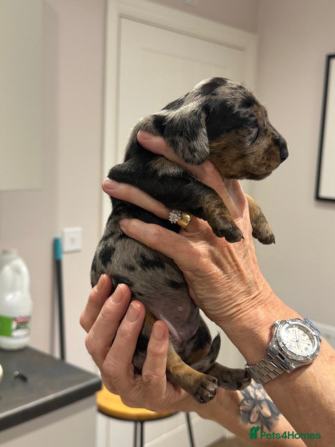 Miniature Dachshund dogs for sale: Miniature Kc registered dachshunds PRA clear  - Advert 8