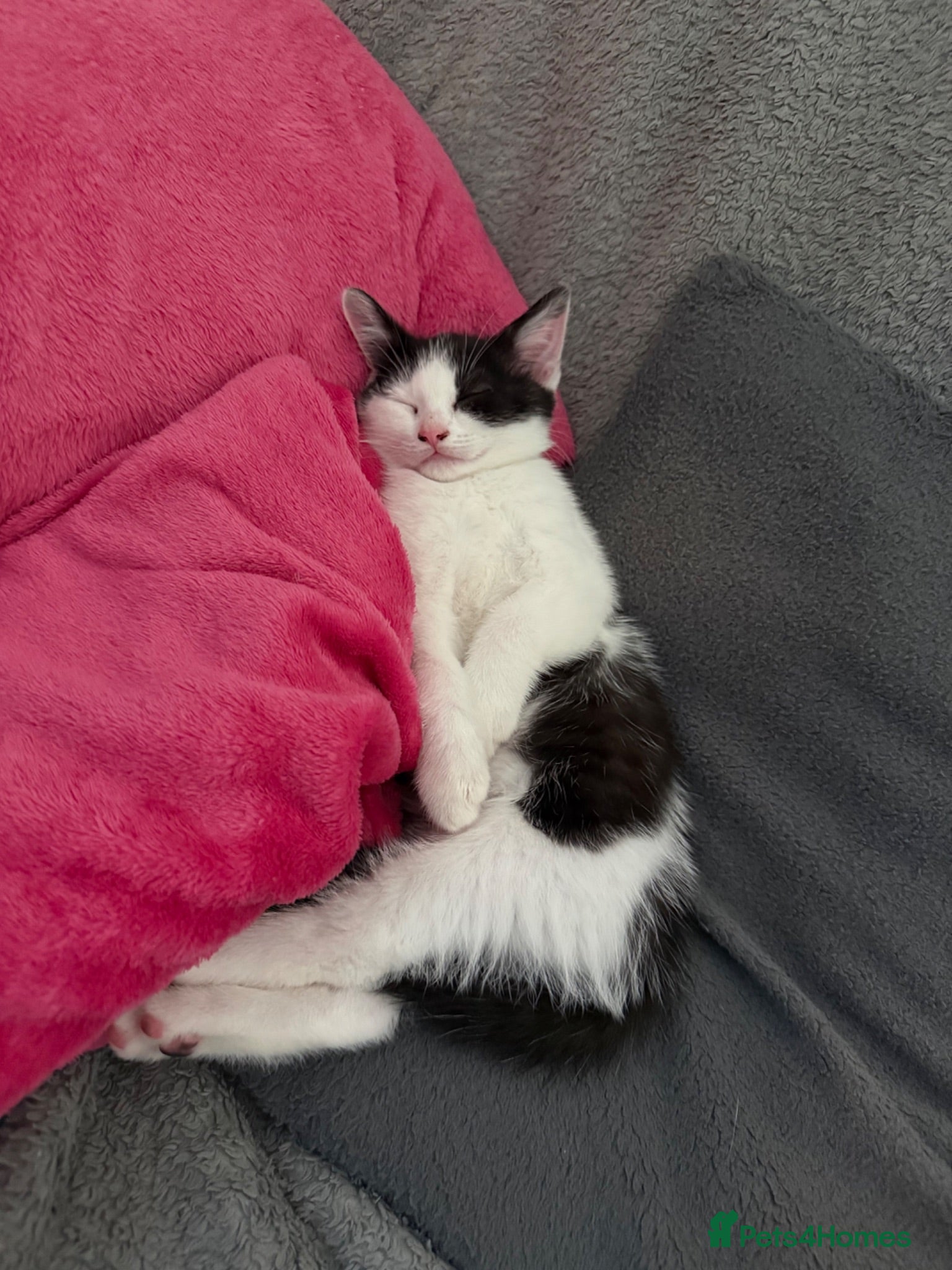 Mixed Breed cats 🥰 ready to go calicos, tuxedos & grey kittens  - Advert 2