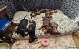 Miniature Dachshund dogs for sale: Minature Dachshund Puppy - Image 14