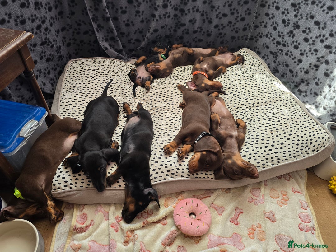 Miniature Dachshund dogs for sale: Minature Dachshund Puppy - Image 14