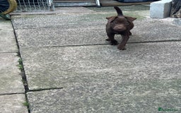 Patterdale Terrier dogs for sale: 3 patterdale terrier pups of working lines  - Image 3