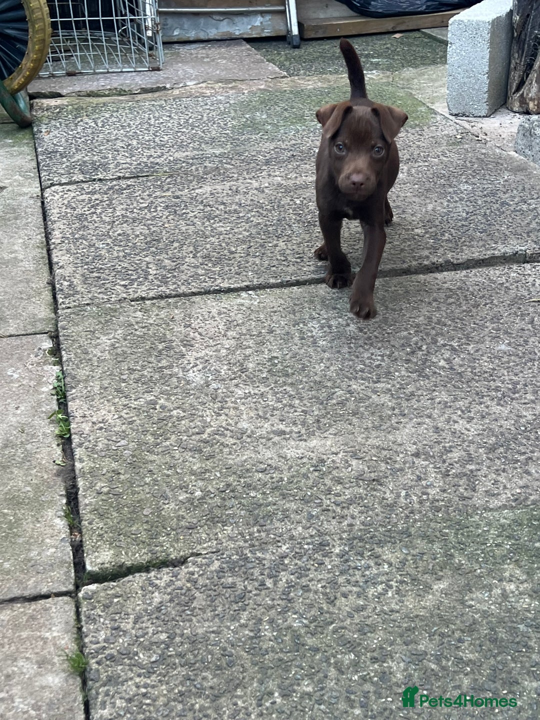 Patterdale Terrier dogs for sale: 3 patterdale terrier pups of working lines  - Image 3
