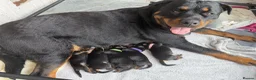 Rottweiler dogs for sale: Beautiful German bloodline Rottweiler puppies - Advert 27