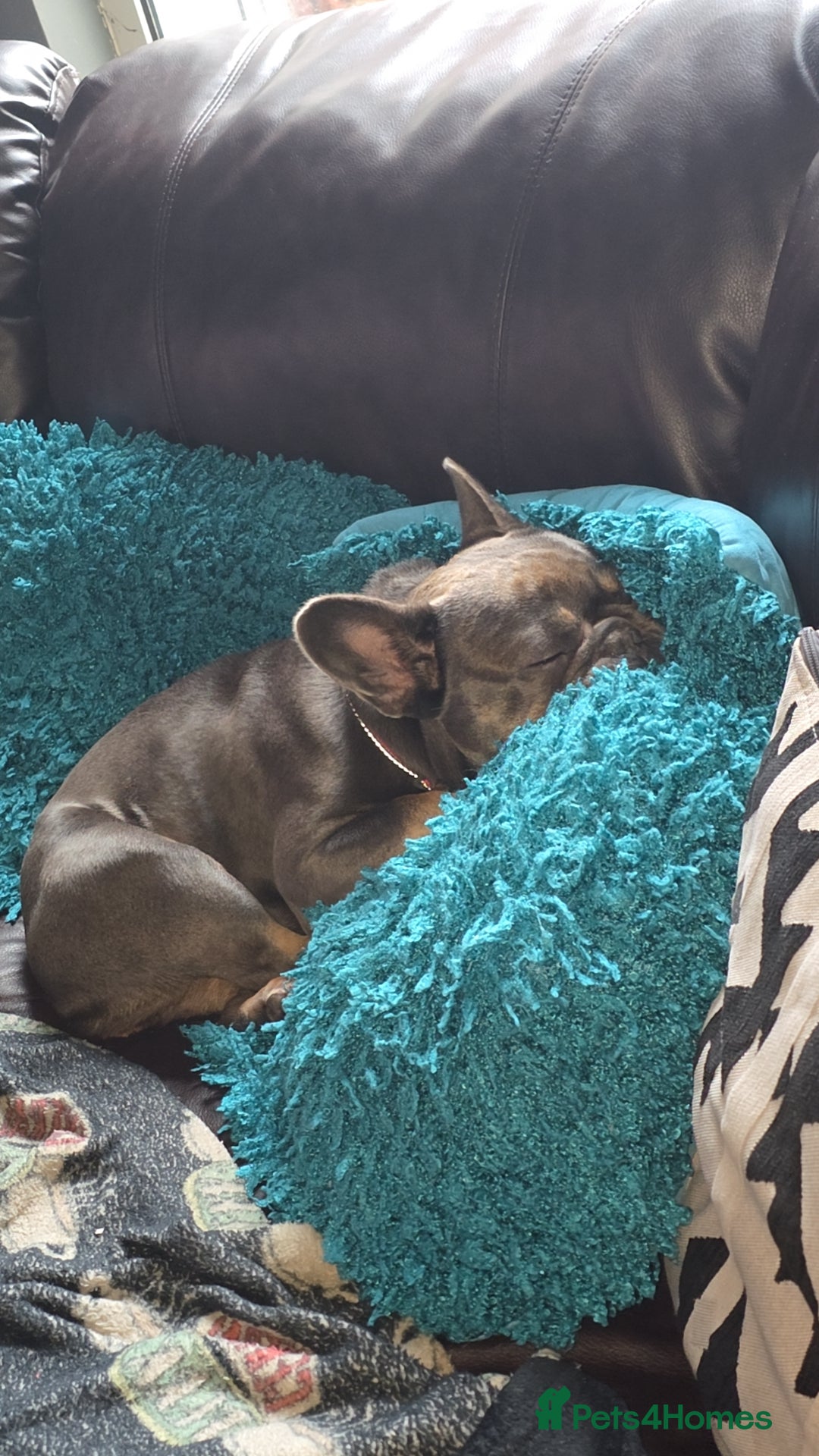 French Bulldog dogs for sale: Female french bulldog - Advert 2