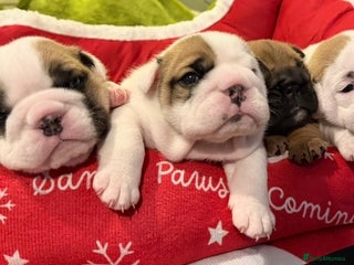 English Bulldog dogs KC REGISTERED ENGLISH BULLDOG PUPPIES TOP QUALITY - Advert 1